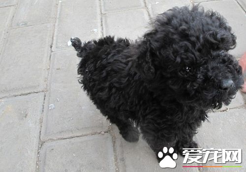 标准贵宾犬寿命 贵宾犬平均寿命是14岁