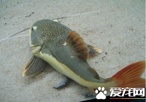 热带鱼招财猫的价格 10厘米也就30到40左右