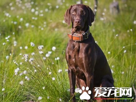 匈牙利维兹拉犬价格 通常人民币两千九百八十六元