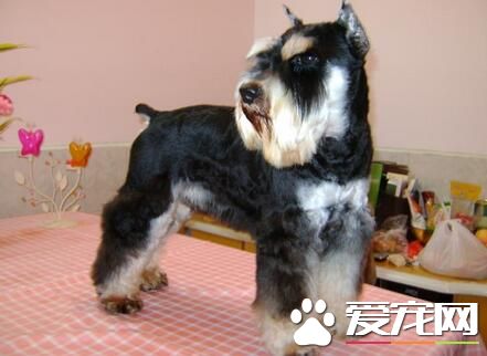 雪纳瑞白色是什么现象 现白色是不允许的