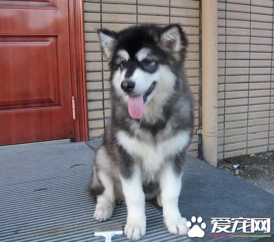 阿拉斯加雪橇犬纯种多少钱一条 价格在3500元左右