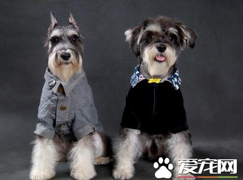 雪纳瑞白色是什么现象 现白色是不允许的