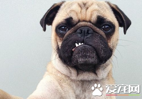 巴哥犬生气是什么样的 巴哥犬生气时的表现