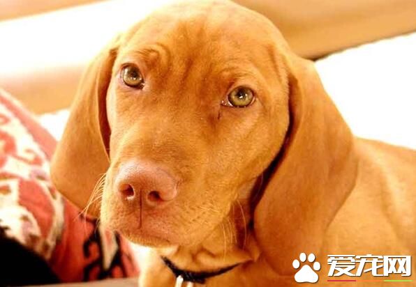 匈牙利维兹拉犬价格 通常人民币两千九百八十六元