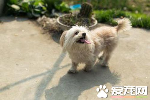 细小好转的迹象 犬细小病毒的确诊和护理