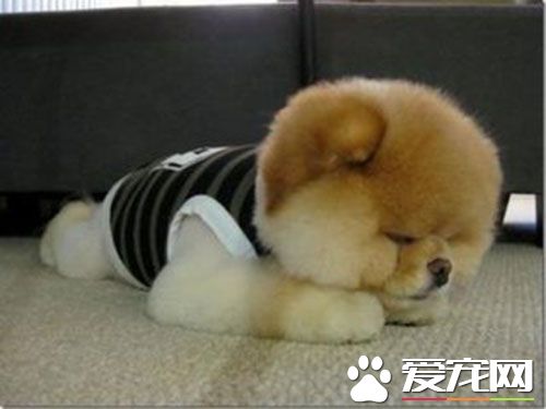 细小拉血怎么办 狗得细小是什么症状