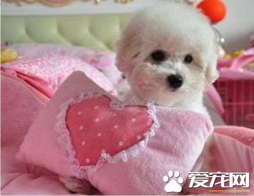 治疗细小要多少钱 症状以及相关的治疗方法