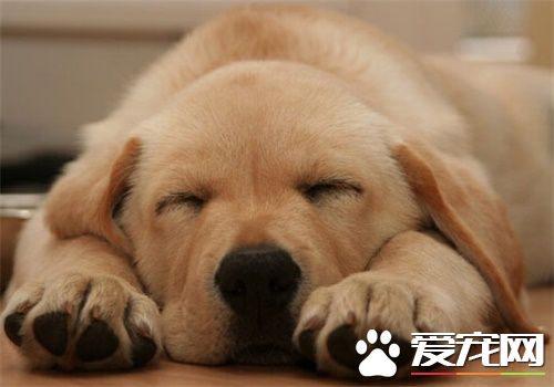 土狗好还是宠物狗好 狗狗都是上天派下来的天使