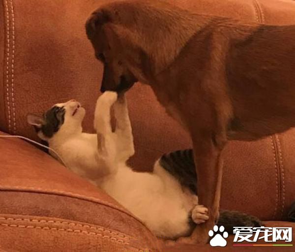 求求你，勉强是没有幸福的