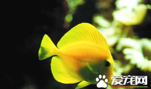 哪些热带鱼比较好养 饲养热带鱼的注意事项