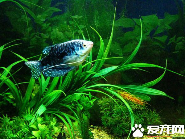 什么热带鱼是胎生的 新手如何养热带鱼更好