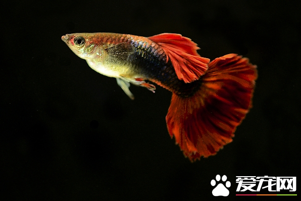 怎样喂养热带鱼 了解热带鱼怎样喂食