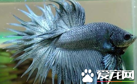 养热带鱼水温多少 怎样给热带鱼换水更科学