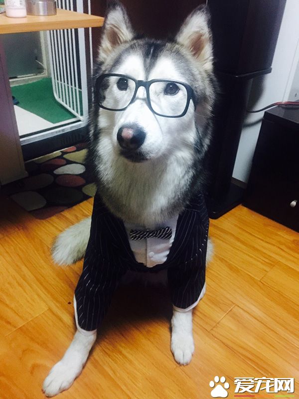 一本正经的高级知识分子