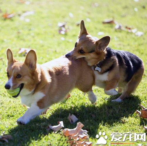 狗一般怀孕几个月 一个月的症状几个月下崽