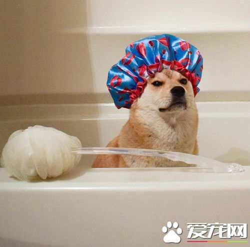 狗怀孕了能洗澡吗 要注意什么狗怀孕