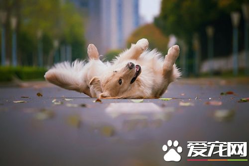 怀孕家里有狗要紧吗 怀孕初期家里有狗怎么办