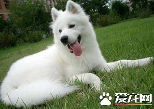 狗剖腹产后注意事项 狗屋要安静卫生舒适