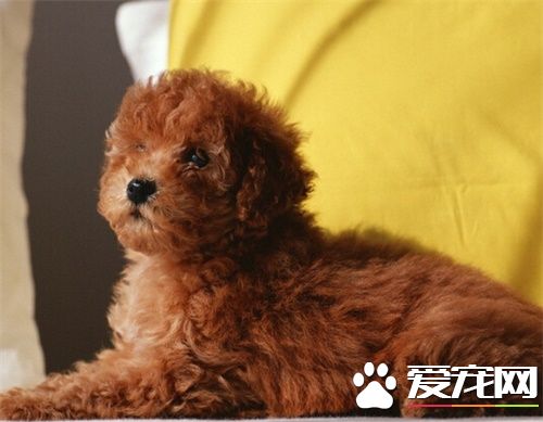 宠物寄养注意事项 考察好寄养中心的条件