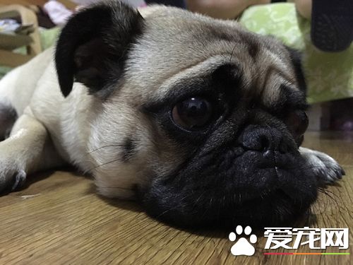 狗什么时候可以怀孕 狗交配几次会怀孕