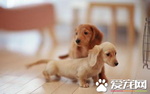 细小病毒性肠炎 细小病毒性肠炎临床症状