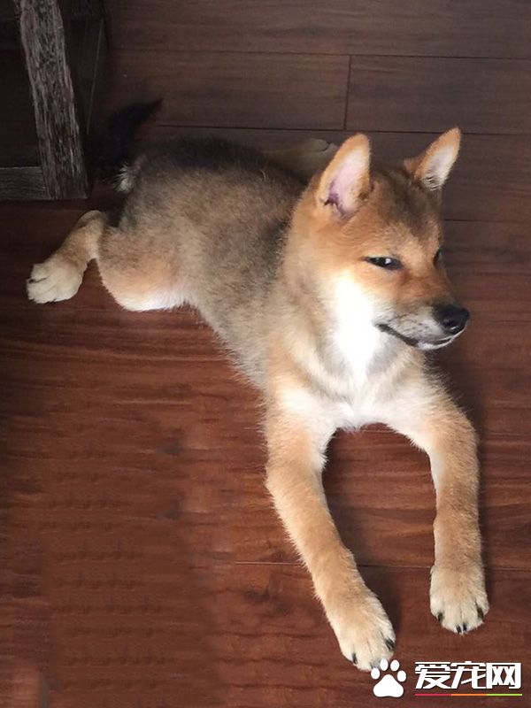 劳资就这样静静的看着你装逼