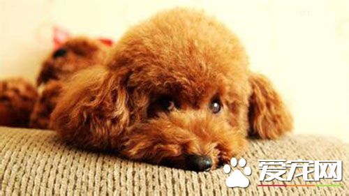 狗狗得了细小吃什么药 狗狗得了细小怎么治疗