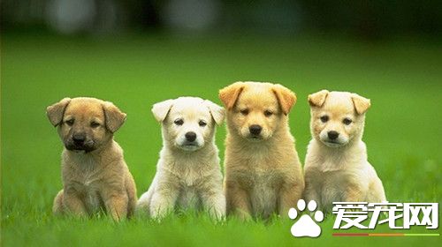 狗剖腹产后吃什么 狗狗剖腹产后注意事项