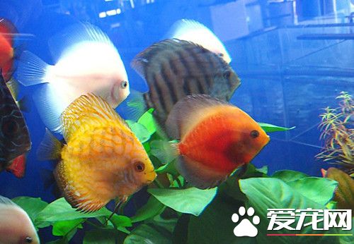 热带鱼消化不良怎么办 热带鱼消化不良注意事项