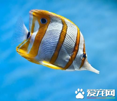 热带鱼一般生活 鱼缸水草的布景有哪些方法