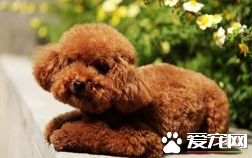 狗细小病毒用什么药 细小病毒的治疗方法