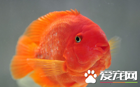 小型热带鱼有哪些 热带鱼怎么养才能成活