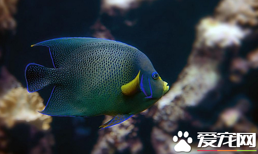 自来水可以养热带鱼吗 教你养热带鱼如何养水