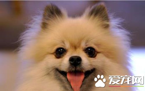 细小是怎么引起的 狗狗得细小的原因