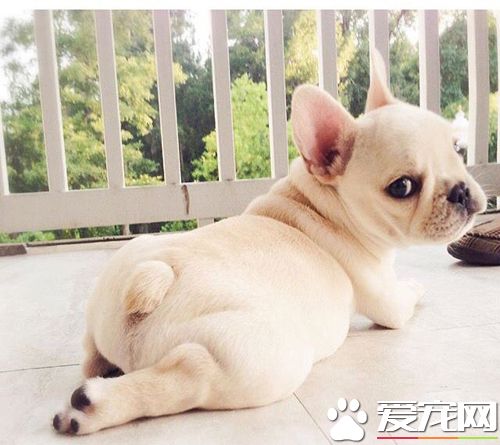 怎么看如何知道狗有没有怀孕 断狗是否怀孕的依据