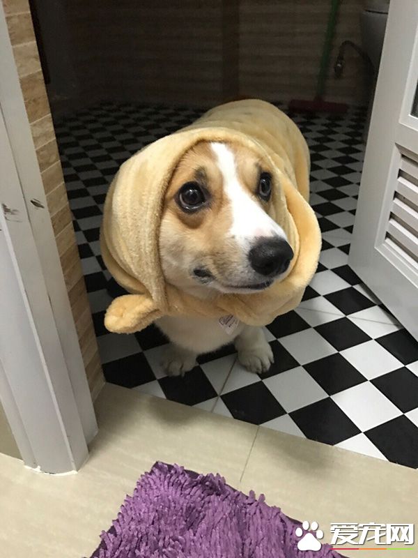 狼外婆的腿咋变得这么短了