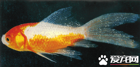 热带鱼白点病原因 解析得了白点病如何治疗