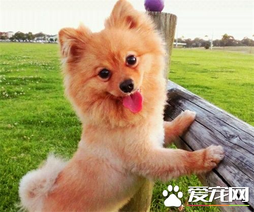 公狗绝育后注意事项 术后需要主人精心的护理