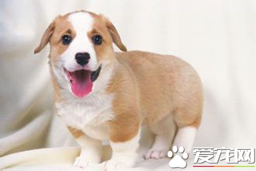 细小拉血还有救吗 注射高免血清以增加抗体