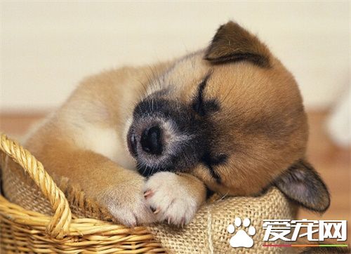 狗狗吐白泡泡怎么办 狗狗吐白泡泡的原因是什么