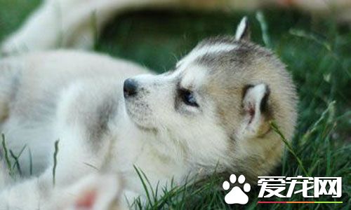 大便细小且不易排出 狗狗大便不成形的原因