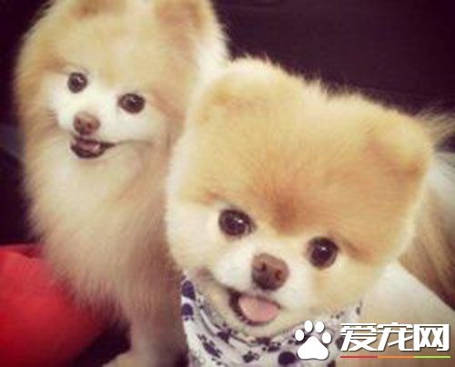 细小单抗多少钱 细小单抗一般是打几天