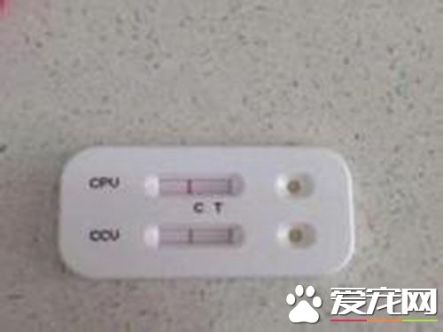 细小试纸多少钱 狗狗细小试纸的使用方法