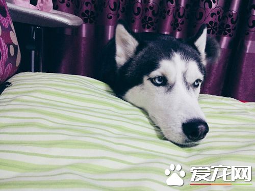 狗怀孕几个月能看出来 狗不来月经能怀孕吗