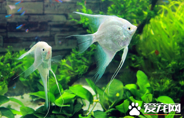 家养热带鱼有哪些 白色的热带鱼有哪些