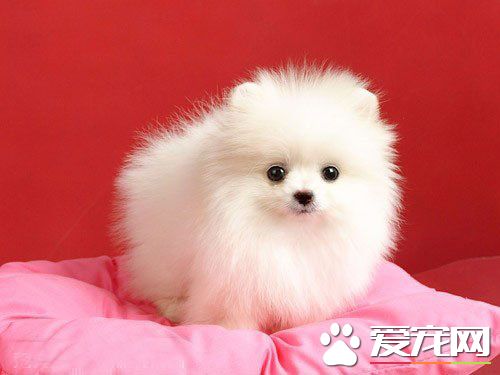 狗狗为什么会得细小 细小怎么得的