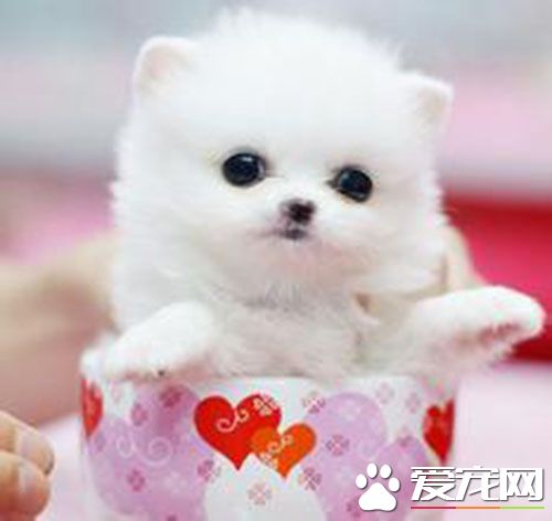 犬瘟细小症状 犬瘟热临床的主要特征