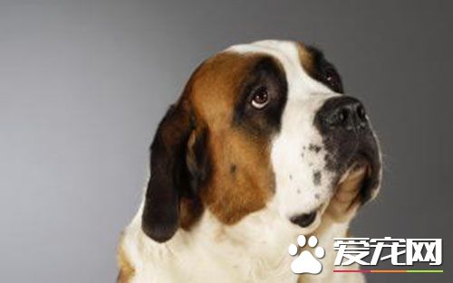 细小病毒传染人吗 狗狗得了细小的症状