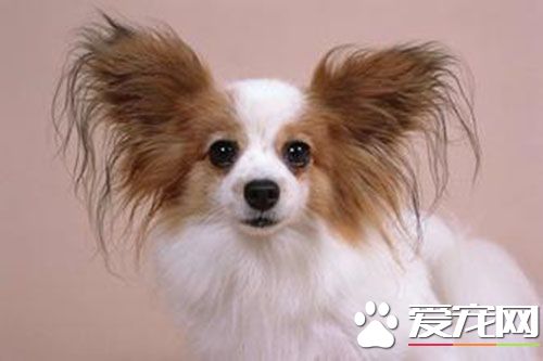 细小能治好吗 狗狗细小病重在预防