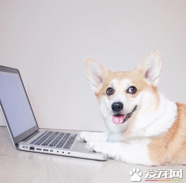 快教我怎么上网泡妞，主银